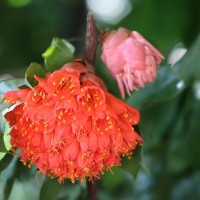 Brownea grandiceps Jacq.